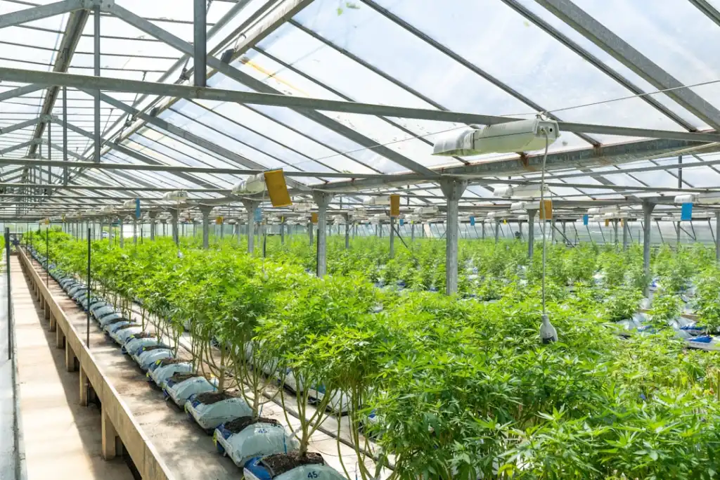 湖北德续恩DR设备技术参数与临床成像质量对比分析